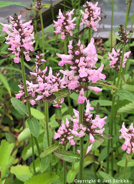 Stachys officinalis 'Pinky', rohtophkm